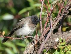 Common Bulbul