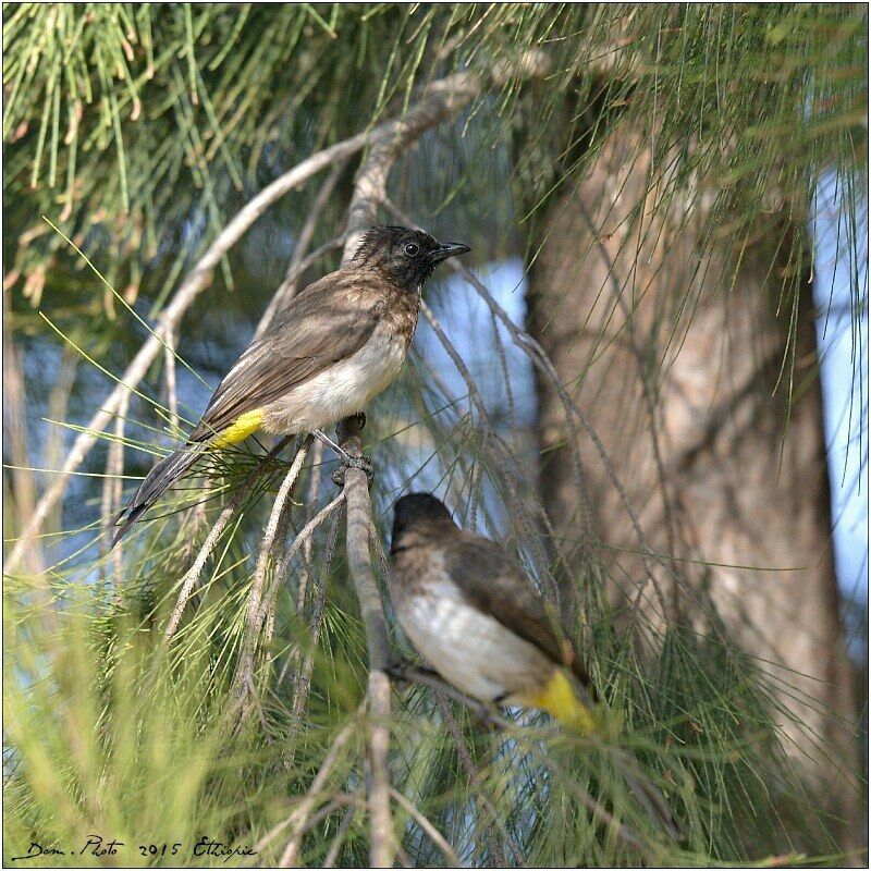 Bulbul tricolore