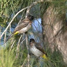 Bulbul tricolore