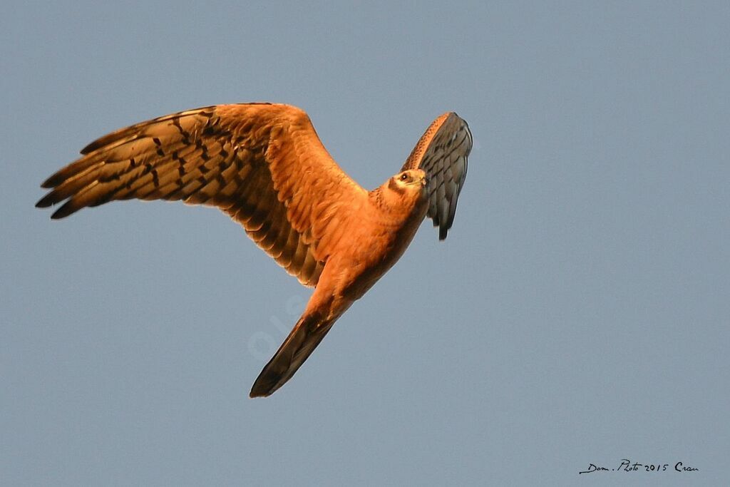 Montagu's Harrierjuvenile