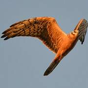 Montagu's Harrier