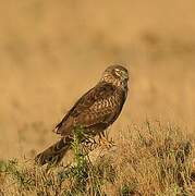 Montagu's Harrier