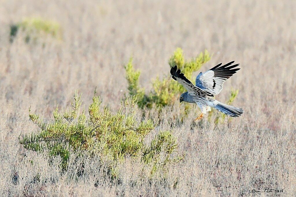 Montagu's Harrier