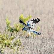 Montagu's Harrier