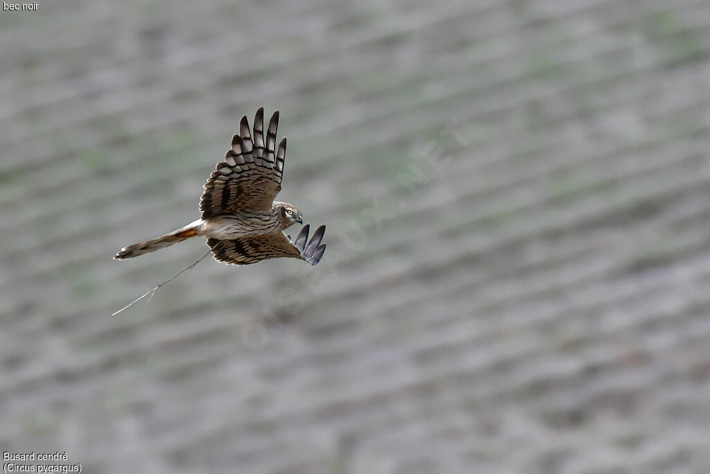 Montagu's Harrier female, Flight, Reproduction-nesting