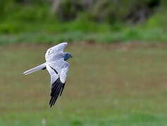 Montagu's Harrier