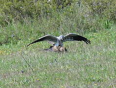 Montagu's Harrier