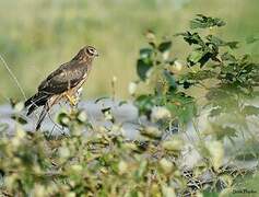 Northern Harrier