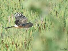 Northern Harrier