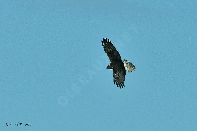 Swamp Harrier