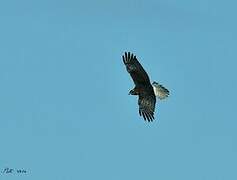 Swamp Harrier