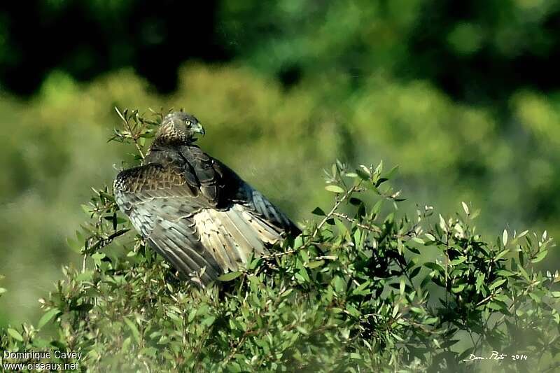 Swamp Harrier