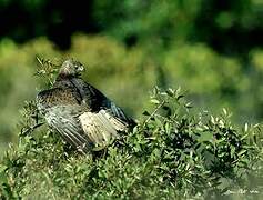 Swamp Harrier