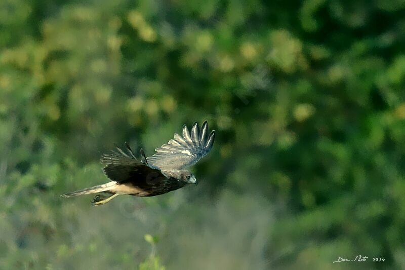 Swamp Harrier