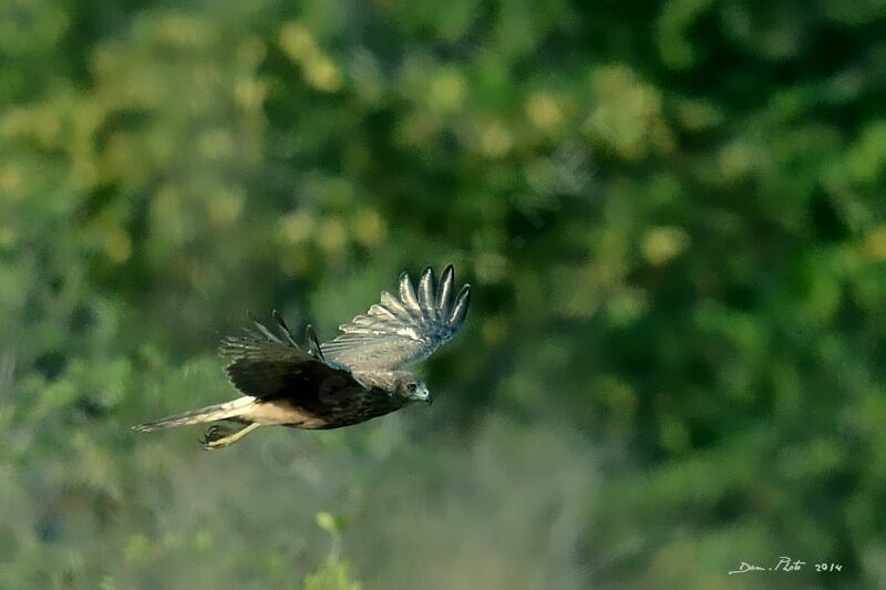 Swamp Harrier