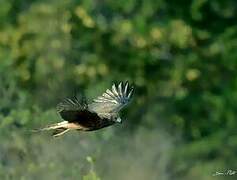 Swamp Harrier