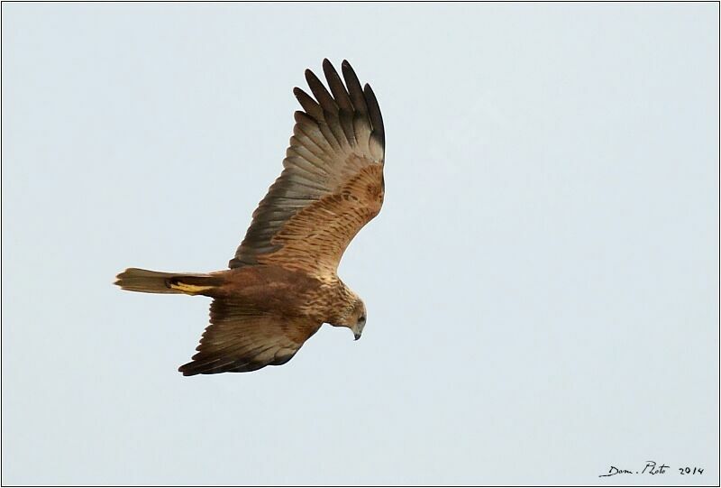 Western Marsh Harrier male