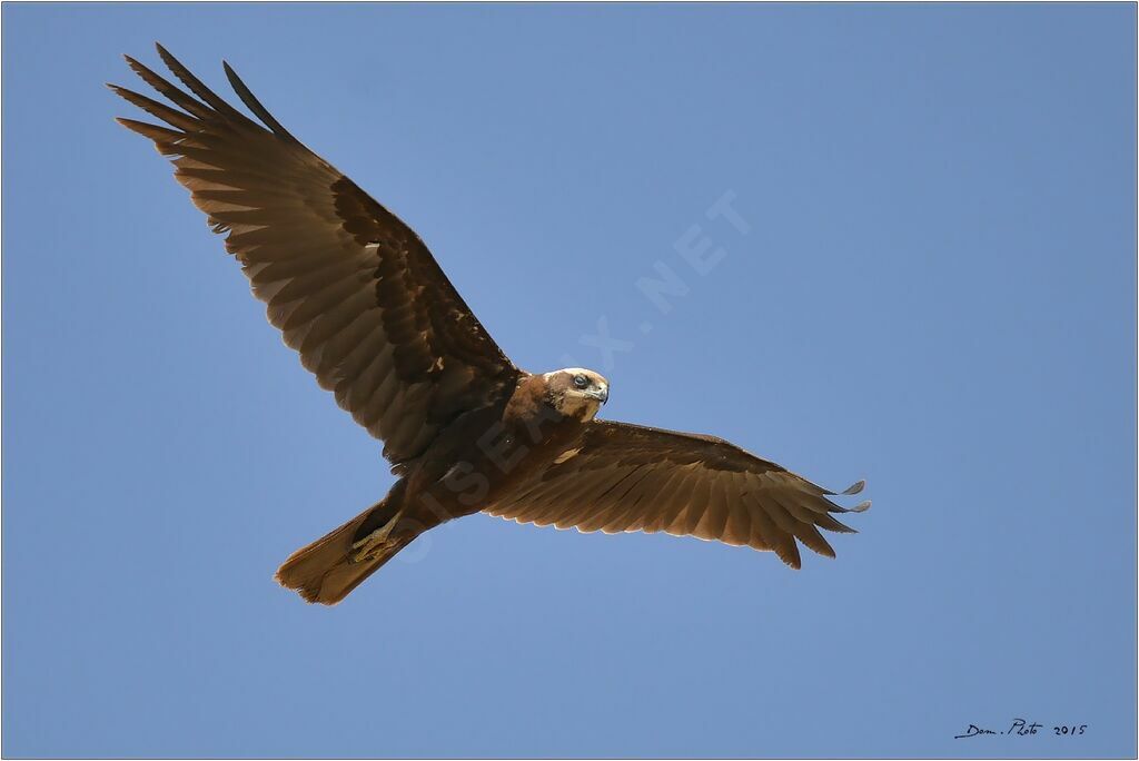 Western Marsh Harrier
