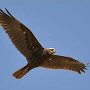 Western Marsh Harrier