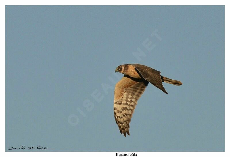 Pallid Harrier