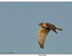 Pallid Harrier