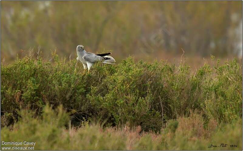 Hen Harrier male adult, habitat