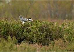 Hen Harrier