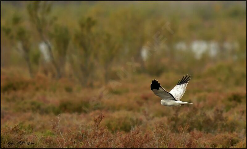 Hen Harrier