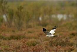 Hen Harrier