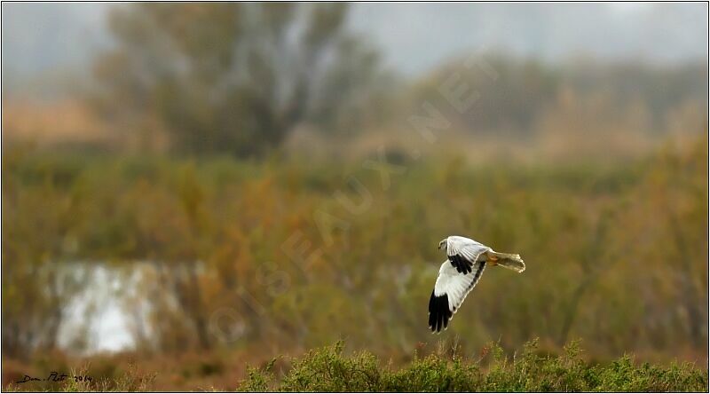 Hen Harrier