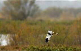 Hen Harrier