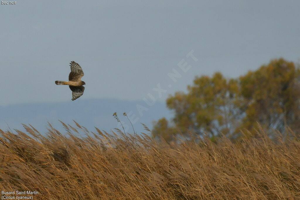 Hen Harrier female adult