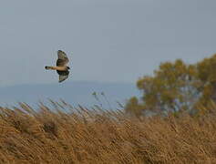 Hen Harrier