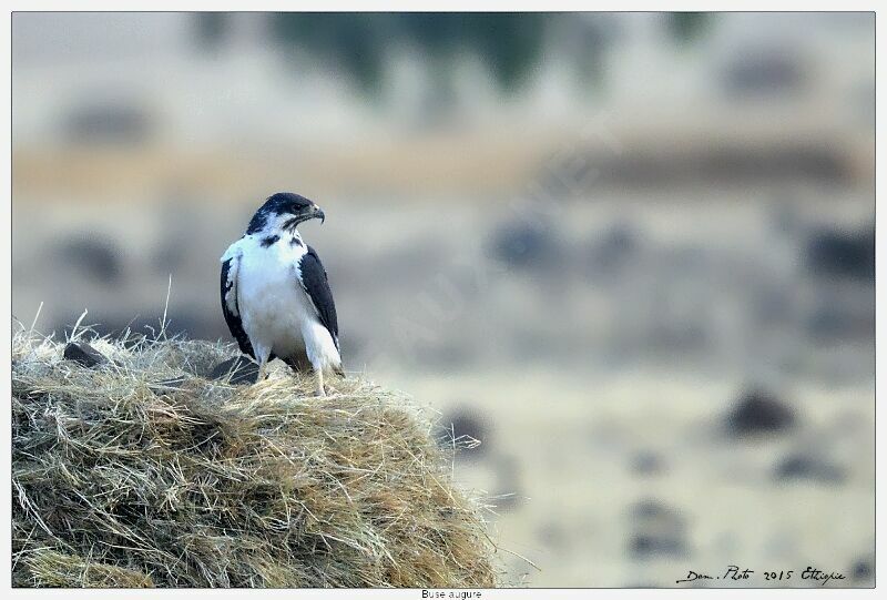 Augur Buzzard