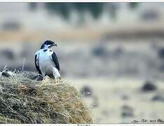 Augur Buzzard