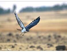 Augur Buzzard