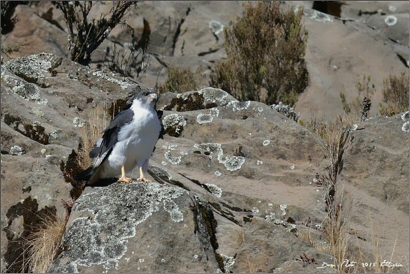 Augur Buzzard