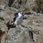 Augur Buzzard