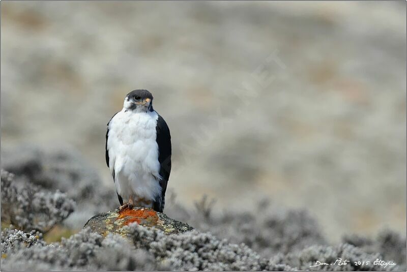 Augur Buzzard