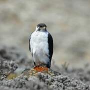 Augur Buzzard