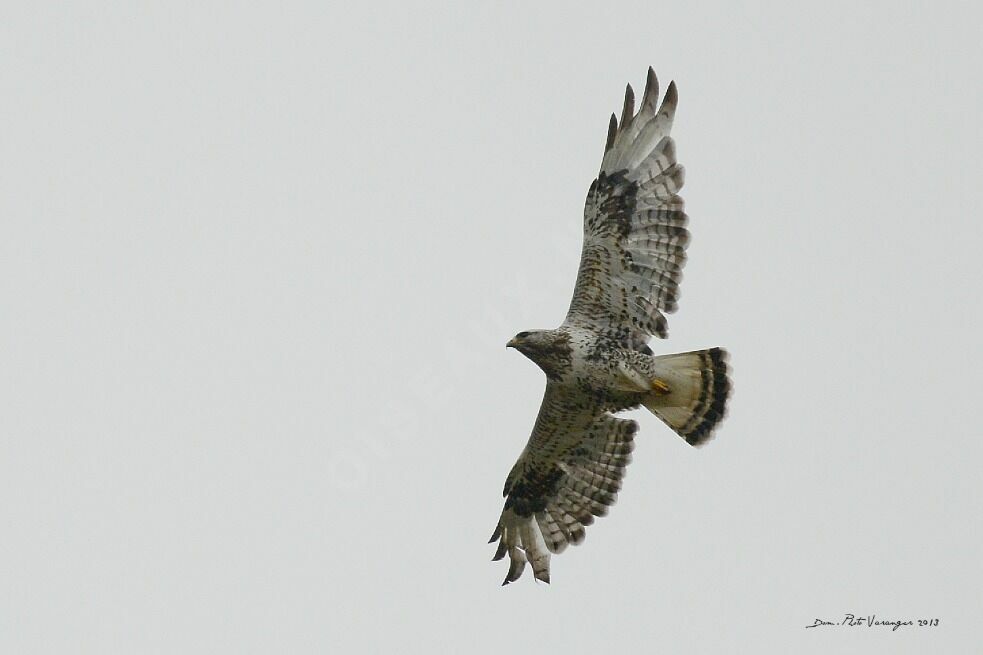 Rough-legged Buzzard