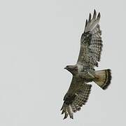 Rough-legged Buzzard