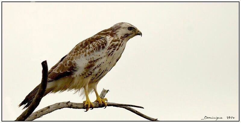 Buse variable