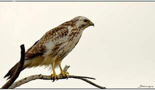 Common Buzzard