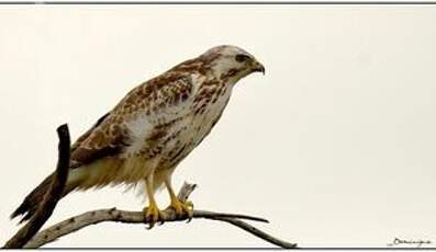 Buse variable