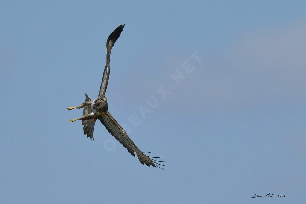 Buse variable