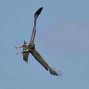 Common Buzzard