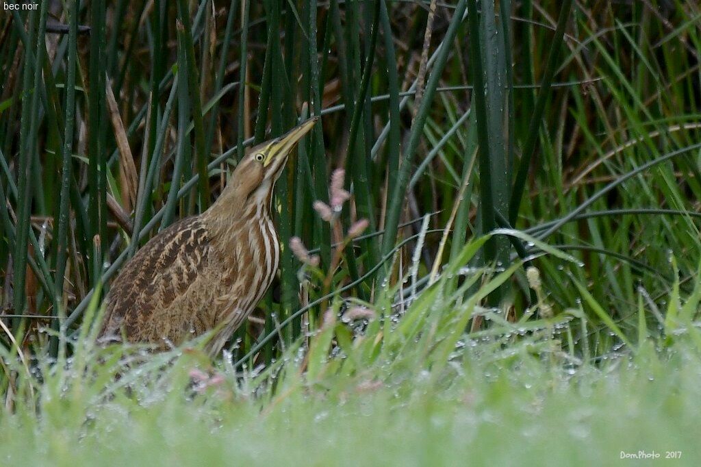 American Bittern