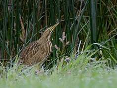 American Bittern