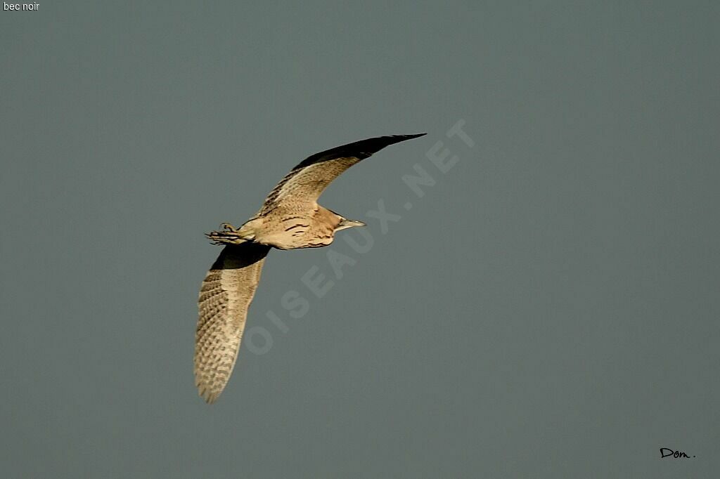 Eurasian Bittern